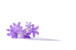 Small purple flowers, isolated