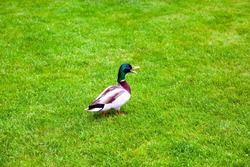 green-headed duck of mallard with a beak and feathered wings stands with its paws in the green grass on the lawn of the landscape in a natural park and an open beak and quacks.