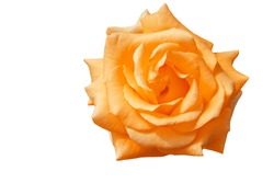Orange, Rose, isolated