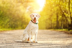 Portrait of happy purebred labrador retriever dog outdoors in a park