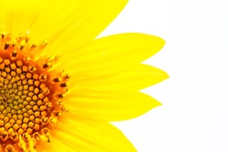 blurred sunflower in the white light and empty space background