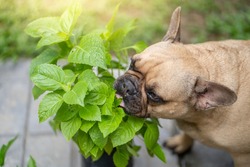 French bulldog enjoy eating vegetable plant at garden.