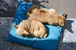 Sleeping French bulldog lying on blue mat in morning.