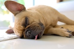 French bulldog Sleeps With her Tongue Out.