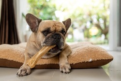 French bulldog is having rawhide treat on Pillow.