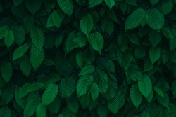 Dark green fresh natural leaves background texture