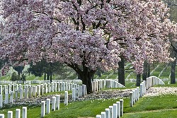 Rows of tombstones at Arlington National Cemetery
