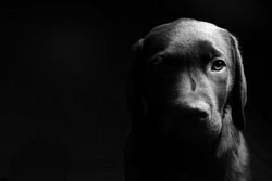 Labrador Puppy Head On in Black and White against a Black Background