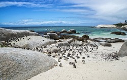 Boulders Penguin Colony, Boulders Beach, Cape Town, South Africa. Black footed penguins.