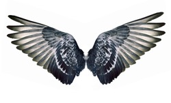Wing feathers couple on white background