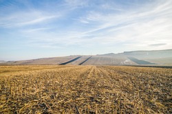 Harvested corn field with remains from the plants on some farmland with hills and a blue sky on a cold autumn winter day