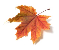 Autumn Leaves - Free Stock Photo by Pixabay on Stockvault.net