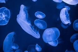 Under the Sea: Moon Sea Jellyfishes