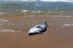 Dead dolphin on the sandy beach of Dzhemete