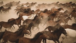 Kayseri, Turkey, August 2017: Horses running and kicking up dust.