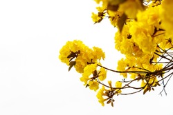 Yellow tabebuia flower blossom on white background