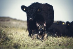 dog and cow