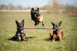 Three dogs showing a fantastic dog trick 