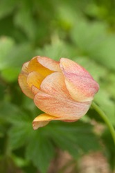 Yellow tulip, close up shot, local focus