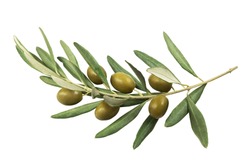 Olive branch with green olives on a white background isolated