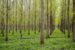 Drainage forest with trees aligned in rows.