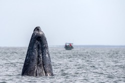 grey whale spy hopping near whalewatching boat in magdalena bay baja california mexico