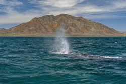 grey whale in magdalena bay baja california mexico