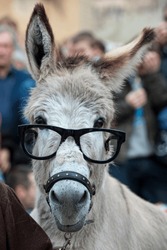 A donkey with glasses while looking at you