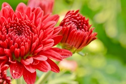 red chrysanthemums