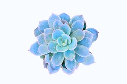 Beautiful Potted Cactus isolate on white background