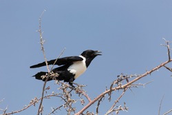 A white and black crow in Namibia
