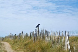 A crow sitting on an old fence in the Northam Burrows (Devon, UK)