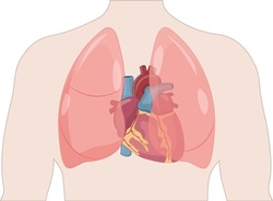 illustration of thorax, human heart and lungs