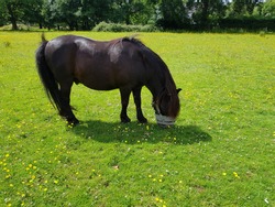 Fat pony with wearing grazing muzzle to prevent overfeeding in the summer meadow.