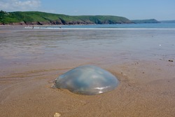 Giant blue jellyfish washed up on Welsh beach.