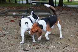 French bulldog and beagle greeting each other by sniffing butts at park