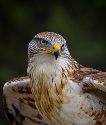 Hawk - Free Stock Photo by agphotostock.com on Stockvault.net