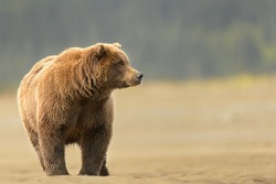 Charging Grizzly Bear (Ursus arctos)