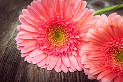 Pink daisy gerbera flowers  on wooden background. Vintage tones.