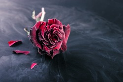 Frozen red rose  in liquid nitrogen on black background