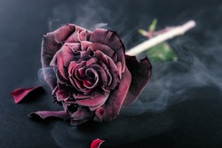 Frozen red rose on black background