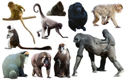 set of primates isolated on white background