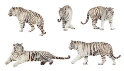 Set of white tiger. Isolated  over white background with shade