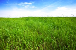 tall green grass  background over sky