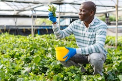 Successful African-American farmer working in greenhouse, engaged in cultivation of organic Malabar spinach