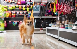 Little cute puppy walking in pet shop on background of shelves with dog accessories
