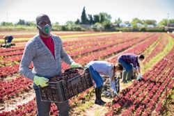 African American man wearing medical face mask working on field with farm workers in spring time, harvesting red leaf lettuce. Concept of prevention of coronavirus pandemic
