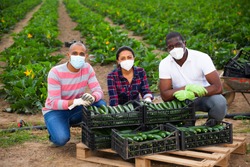 Portrait of successful international team of farmers wearing medical face masks to prevent COVID 19 infection posing near boxes with freshly picked zucchini during harvest 