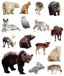Set of european animals. Isolated over white background with shade