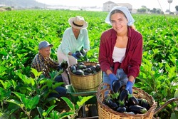 Three plantation workers harvesting eggplants. Young woman holding bunch of eggplants and filling wicker basket with them in foreground.